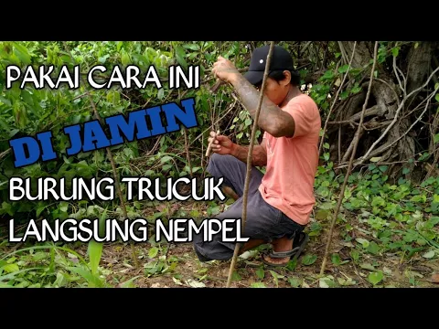 Download MP3 cara AMPUH memikat burung TRUCUK yang tau dengan pulut