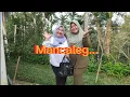 Download Lagu Mancaleg lawak minang @bugilamo channel