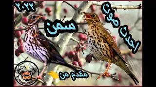 صوت سمن حديث ومجرب لملوك السمن مدمج مع صوت خفيف للصفيري لزيادة الجذب Experienced Ghee Sound 