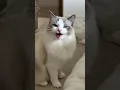 Download Lagu Cat meowing to attract other cats