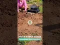 Download Lagu TIPS PASANG BATU NISAN BARU AGAR BAGUS \u0026 SIMETRIS‼️ #tips #batunisan #rumput #jepang #makam