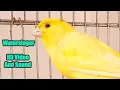 Download Lagu Waterslager CANARY Singing - HD Video and Sound | کناري واتر