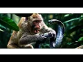 The monkey lunges forward gripping the cobra as the serpent coils tightly around its arm