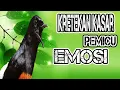 Lagu Kretekan Kasar Memancing  Murai batu Agar Emosi MURAI MACET ATAU STRES PASTI IKUT BUNYI