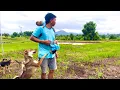 Download Lagu Sơn found a company to buy pigs - revealed the reason for having to lock the dogs in cages