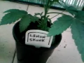 Attitude seed bank
