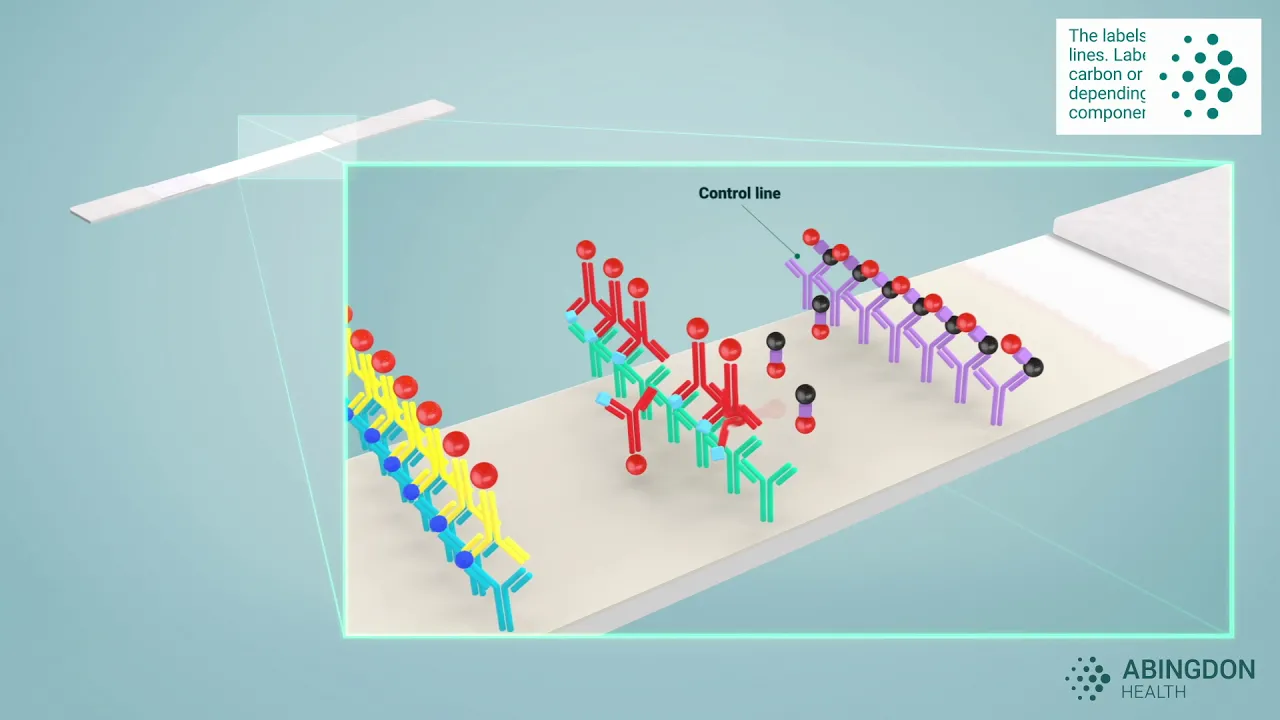 See how a lateral flow immunoassay works