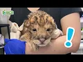 This Baby Lion Doesn’t Know How to Be a Lion | Earth Rangers