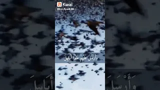 سوره الفيل 