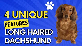 4 Unique Qualities Of Long Haired Dachshunds
