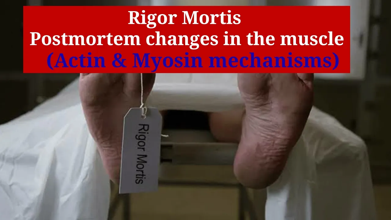 Rigor mortis | Postmortem changes in the muscle | mechanism of Actin & Myosin protein filament.