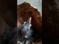 Download Lagu anakan burung Pelatuk bawang Jari 3