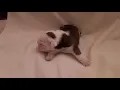 PuppyFinder com AKC Englis Bulldog