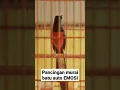 Download Lagu Pancingan murai batu AUTO EMOSI, bikin murai lain ngamuk dan bongkar isian.