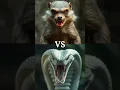 Download Lagu King Cobra vs 10 Animals – Who Would Win?