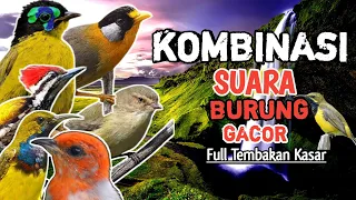 kombinasi suara masteran burung terlengkap