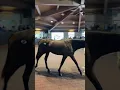 Day 1 - Keeneland Yearling Sale