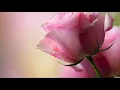 Download Lagu Barsat hai lagne laga hai dar lyrics hd video romantic full song😍😍😘