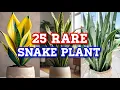 25 RARE SNAKE PLANT Varieties with Names Low Sunlight Indoor Plants CLASSIFICATION WITH NAMES