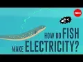 How do fish make electricity - Eleanor Nelsen