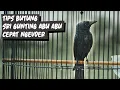 Download Lagu TIPS AGAR BURUNG SRIGUNTING CEPAT NGEVOER