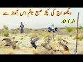 Download Lagu easy technique for quail hunting with sounds | batair ka shikar | common quail sound very munda