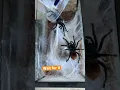 I Tried Breeding my Spiders and This Happened