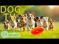 Lagu DOG TV: Best Entertain Video for Dogs No-Anxiety Home Alone - The Ultimate Collection Music for Dogs