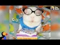 SPOILED Rescued Guinea Pig Has The Best Wardrobe The Dodo
