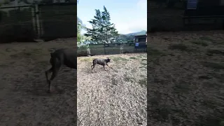 #fyp #dream #doberman #pets #youtube