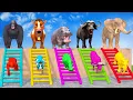Download Lagu Long Slide Game With Cow Elephant Gorilla Hippopotamus Tiger - 3d Animal Game - Funny 3d Animals