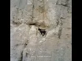 GOAT (feat. MUSHVENOM & Dynamicduo) - JUSTHIS