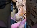 Download Lagu The technique of carving wood with manual tools and making beautiful carvings.