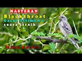 Download Lagu SUARA BURUNG BLACKTHROAT GACOR ISTIMEWA VARIASINYA SUARA JERNIH BAGUS UNTUK MASTERAN KENARI