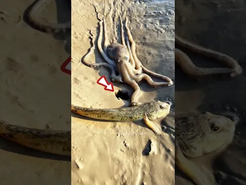 Octopusπ VS Takiπ¬ Fish....Amazing relationship... ππ #trending #shorts