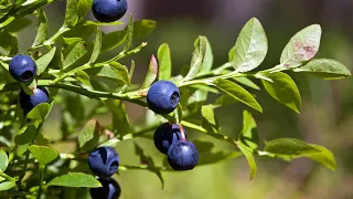 إنبات التوت البري الأزرق من البذور  مشروع رابح                 دندنها