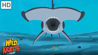 Why Do Hammerhead Sharks Have Hammer Heads Wild Kratts
