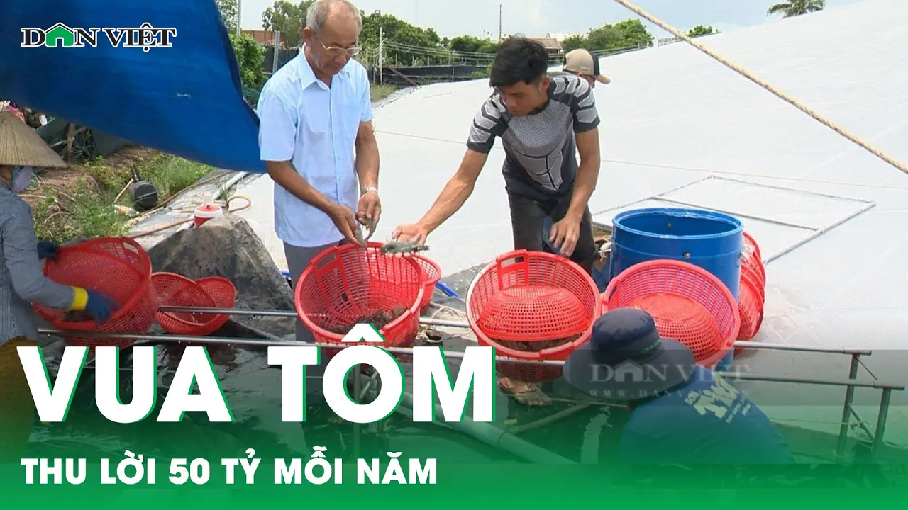 Outline Video Vua tôm Bến Tre mỗi năm lời 50 tỷ nhờ nuôi tôm công nghệ cao | Báo điện tử Dân Việt