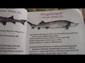 The Beluga Sturgeon the largest freshwater fish on Earth