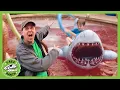 The Pool Is Lava Dinosaur Adventures T-Rex Ranch Dinosaur s