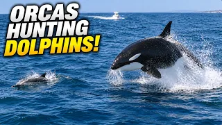 Orcas Return to San Diego to Hunt Dolphins! (2026) Narrated 4K UHD
