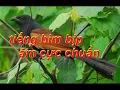 Download Lagu Tiếng bìm bịp mồi âm cực chuẩn   bẫy bìm bịp không quảng cáo