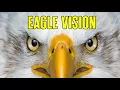Eagle Vision - How Good is an Eagle s Eyes