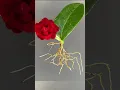 Download Lagu Growing Camellia plant From Leaves #youtubeshort #shorts #Camellia#Mita'sgardeningtrick