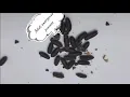 Stages of Blow Fly Development