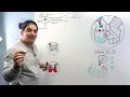 Neurology | Spinal Cord: Gray Matter Structure & Function