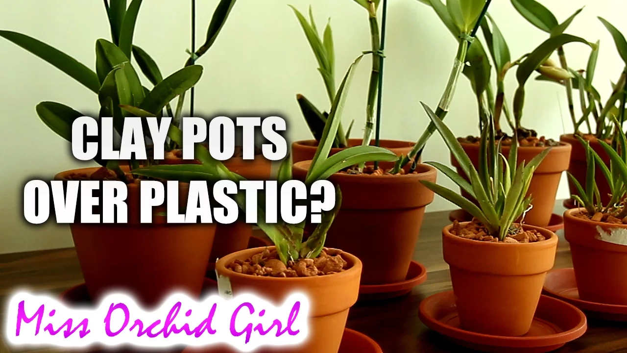 WHY I GROW ORCHIDS IN CLAY POTS, NOT CLEAR PLASTIC POTS