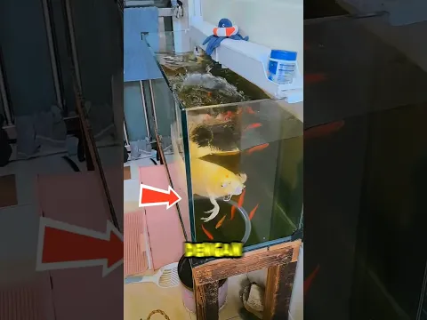 ikan koi nya marah!? #shortvideo #ikanhias #fish