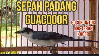 Download sepah padang gacor..  |Mantenan putih MP3