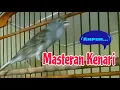 Download Lagu SUARA AMPUH..!!! PANCINGAN DAN MASTERAN KENARI MACET BUNYI AGAR KEMBALI GACOR [LS_168]